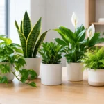 新手好養室內植物推薦:6種適合忙碌上班族、採光有限空間的耐養綠植 新手好養室內植物推薦:6種適合忙碌上班族、採光有限空間的耐養綠植