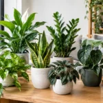 低光觀葉植物推薦清單：香港室內 12 款耐陰植物